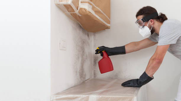 Professional Basement Mold Removal technician working in Franklin Park, IL