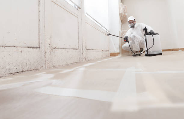 24/7 Emergency Basement Mold Removal experts in Franklin Park, IL