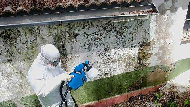 Top rated local Basement Mold Removal specialists in Franklin Park, IL